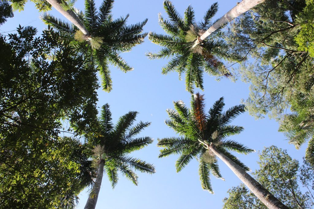 Bosque dos Jequitibás: natureza e cultura em Campinas