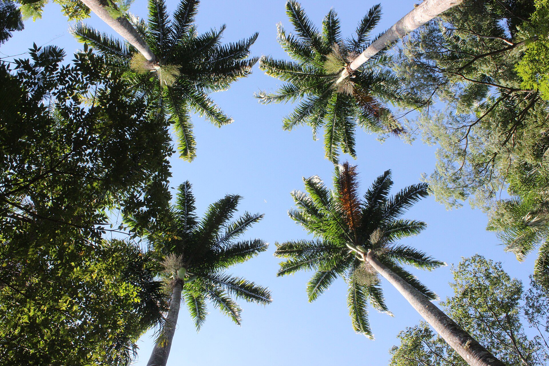 Bosque dos Jequitibás: natureza e cultura em Campinas